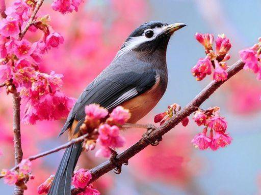 Lovable Birds Puzzle Game Online - Jigsaw Puzzle Game