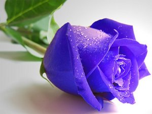 Blue Roses Puzzle Online Puzzle Game
