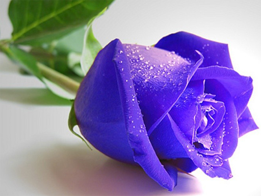Blue Roses Puzzle Online Puzzle Game