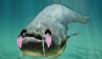 Catfish Clicker Online Game